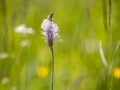 Mittlerer Wegerich, Plantago media