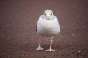 Möwe, Llandudno, Seeprommenade