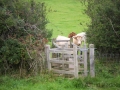 Beware of the bull