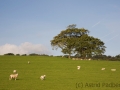 Schafe zwischen Beaumaris und Benllech