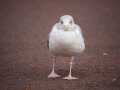 Möwe, Llandudno, Seeprommenade