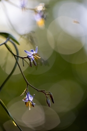 Auf dem Weg zum Anse Mayor