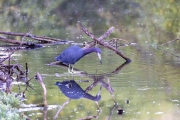 Blaureiher