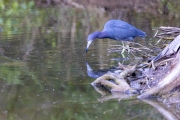 Blaureiher
