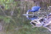 Blaureiher
