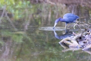 Blaureiher
