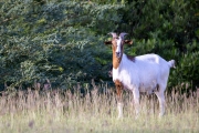 Ziege