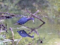 Blaureiher