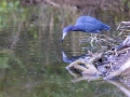 Blaureiher