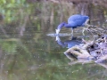 Blaureiher