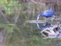 Blaureiher