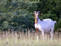 Ziege