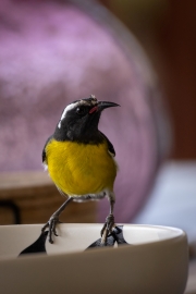 Zuckervogel