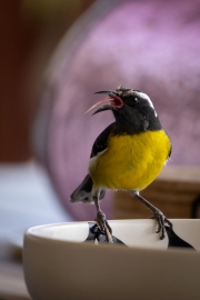 Zuckervogel