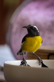 Zuckervogel