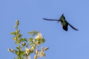 Antillenhaubenkolibri