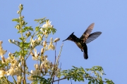 Antillenhaubenkolibri