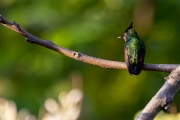 Antillenhaubenkolibri