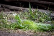 Grüner Leguan