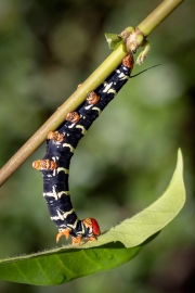 Raupe des Tetrio Sphwinx (Schwärmer)
