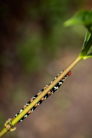 Raupe des Tetrio Sphwinx (Schwärmer)