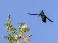 Antillenhaubenkolibri
