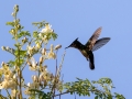 Antillenhaubenkolibri