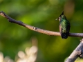 Antillenhaubenkolibri