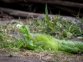 Grüner Leguan