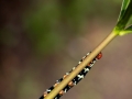 Raupe des Tetrio Sphwinx (Schwärmer)