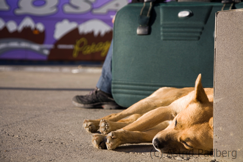 Müder Hund am Busbahnhof