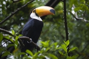 Tukan, Toco Toucan, Ramphastos toco