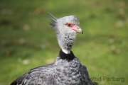 Halsbandwehrvogel