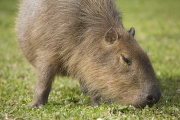 Capybara, Wasserschwein, Hydrochoerus hydrochaeris