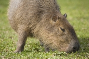Capybara, Wasserschwein, Hydrochoerus hydrochaeris