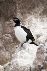 Felsenkormoran, Rock Cormorant, phalacrocorax magellanicus