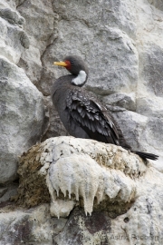 Buntscharbe, Cormoran Gris, Red-legged cormorant