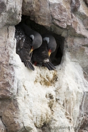 Buntscharbe, Cormoran Gris, Red-legged cormorant