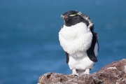 Rockhopper, Felsenpinguine