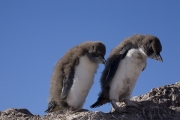 Rockhopper, Felsenpinguine