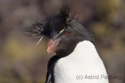 Rockhopper, Felsenpinguine