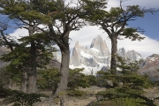 Weg zur Laguna Capri, Fitz Roy