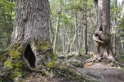 Nationalpark Tierra del Fuego