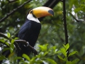 Tukan, Toco Toucan, Ramphastos toco