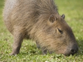 Capybara, Wasserschwein, Hydrochoerus hydrochaeris