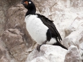 Felsenkormoran, Rock Cormorant, phalacrocorax magellanicus