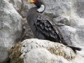 Buntscharbe, Cormoran Gris, Red-legged cormorant