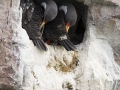 Buntscharbe, Cormoran Gris, Red-legged cormorant