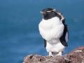 Rockhopper, Felsenpinguine