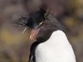 Rockhopper, Felsenpinguine